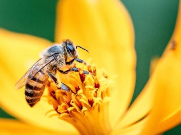 Polinização e mel de soja - Potenciais do agro brasileiro 