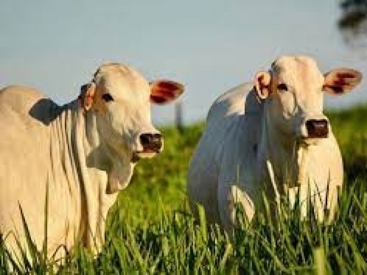 Tecnologia para produção de novilhas em tempo 40% mais rápido