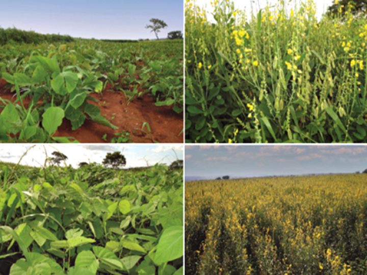 Contribuições agroecológicas de feijão em sistema de produção e práticas de manejo