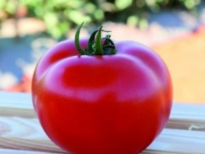 Pesquisas avaliam novos híbridos de tomate 