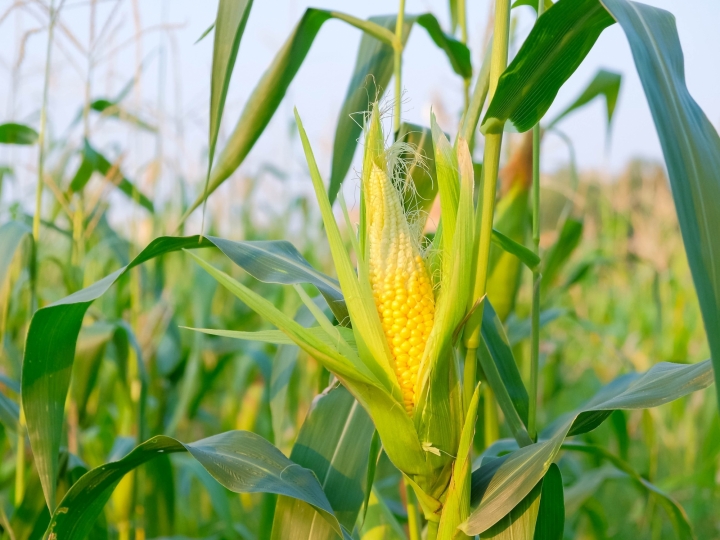 Abiove e Serasa Experian criam ferramenta para acompanhar entrega dos contratos de venda antecipada de milho