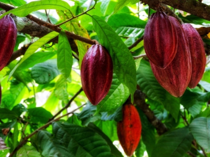 Moagem de cacau cresce 7,2% nos primeiros cinco meses