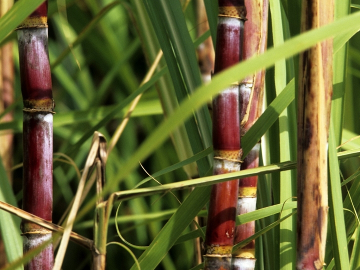 Herbicida de amplo espectro e para ervas difíceis é indicado ao manejo da cana em épocas semisseca, semiúmida e úmida