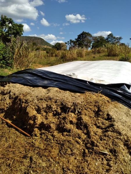 Silagem de sorgo gigante boliviano em utilização na Fazenda e Haras MKF, em Pirenópolis, GO.  Foto: Divulgação