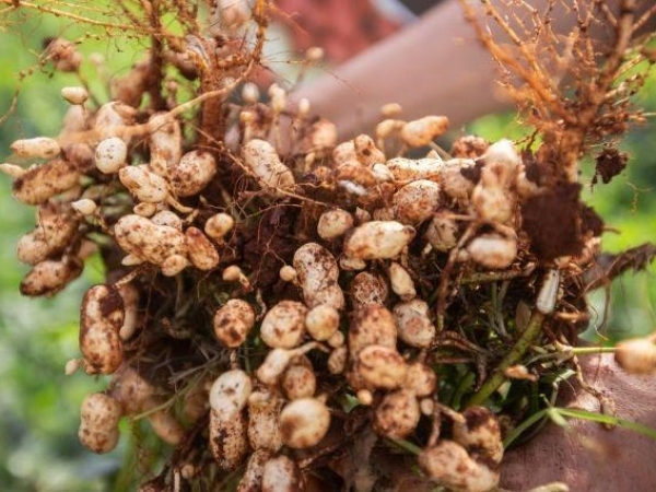 Tecnologia será apresentada em 21/06, às 19h, no Youtube da Secretaria de Agricultura e Abastecimento do Estado de SP. - Foto: Divulgação