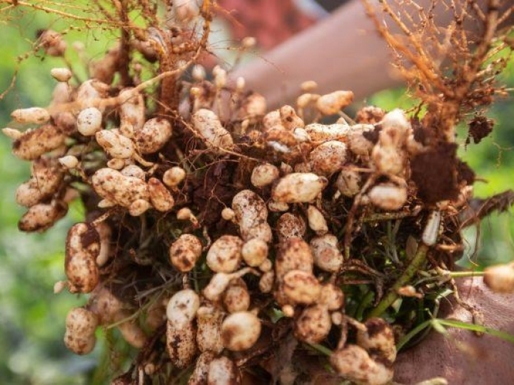 Pacote tecnológico para amendoim reduz em até 80% danos do percevejo-preto