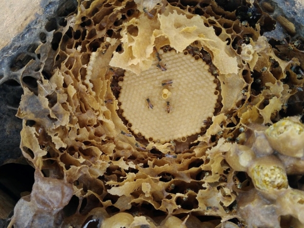 Interior de colmeia construída por abelhas Jataí. Foto: Janete Castele