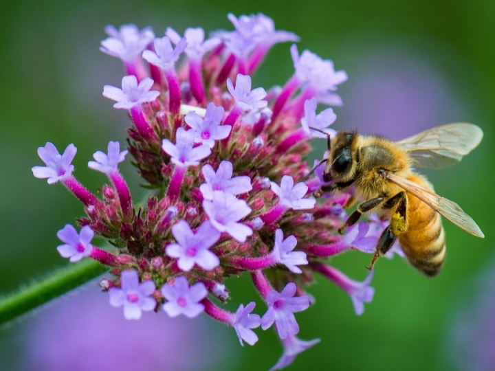Técnica menos agressiva ao meio ambiente detecta agrotóxicos em abelhas e no pólen