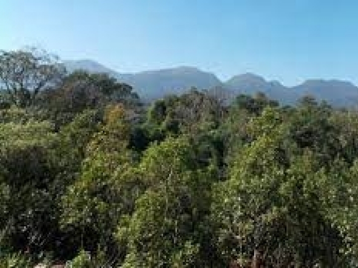 SP estão entre os que mais desmataram a Mata Atlântica 