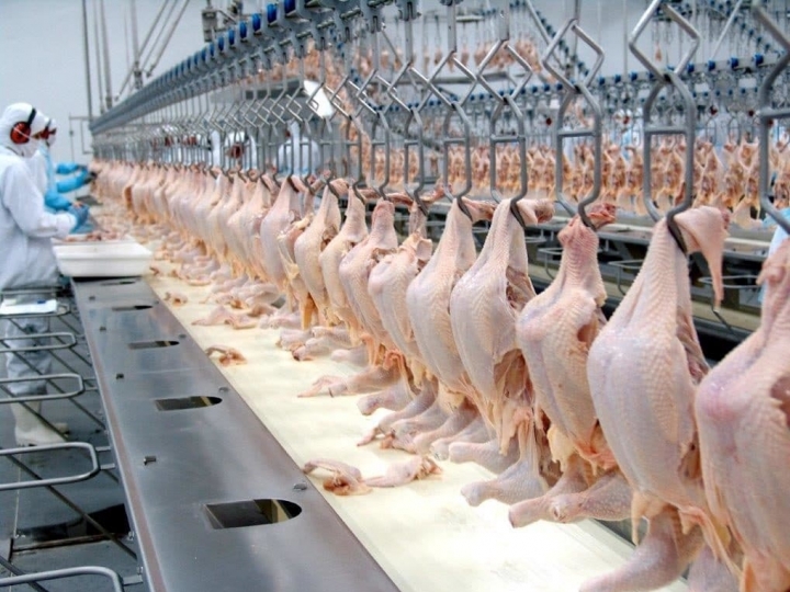 Frango halal atinge marca de quase 800 mil toneladas embarcadas nos primeiros cinco meses do ano