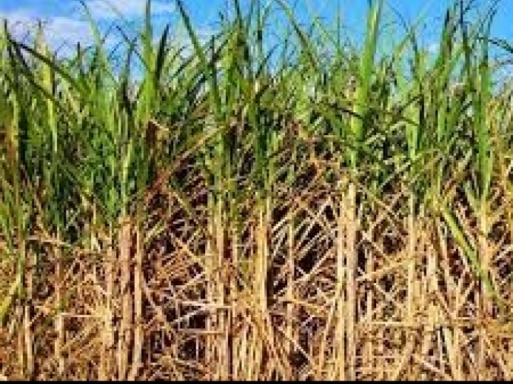 Aumento da eficiência produtiva de cana-de-açúcar pode ser obtido com fertilizante especial