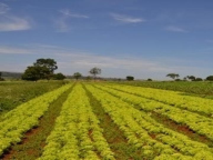Adoção de tecnologias pode mitigar efeitos negativos da seca na produção agrícola