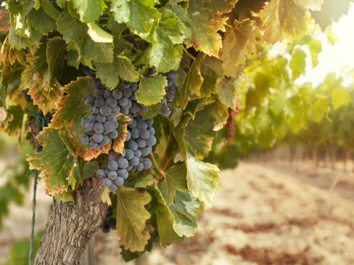 Uso de tecnologia otimiza gestão de tempo na lavoura de uva