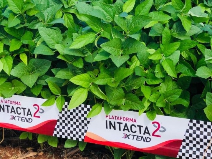 Bayer lança Intacta 2 Xtend®️, nova geração de soja que irá revolucionar o potencial produtivo do Brasil 