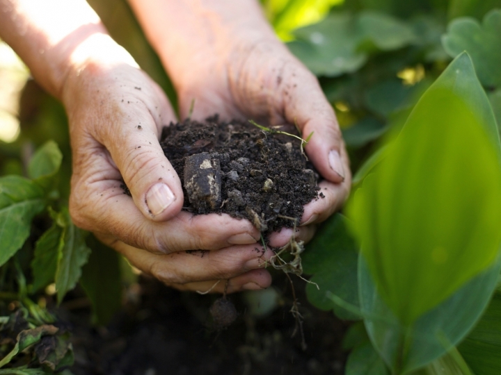 Como aplicar o fertilizante orgânico nas diferentes culturas?