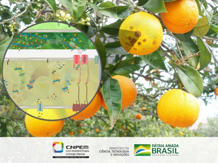 Bactéria ‘vilã’ da citricultura pode se tornar ‘heroína’ na produção de biorrenováveis 