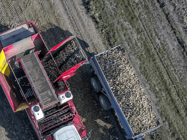 Levedura seca é usada como componente de ração e ganha o mundo