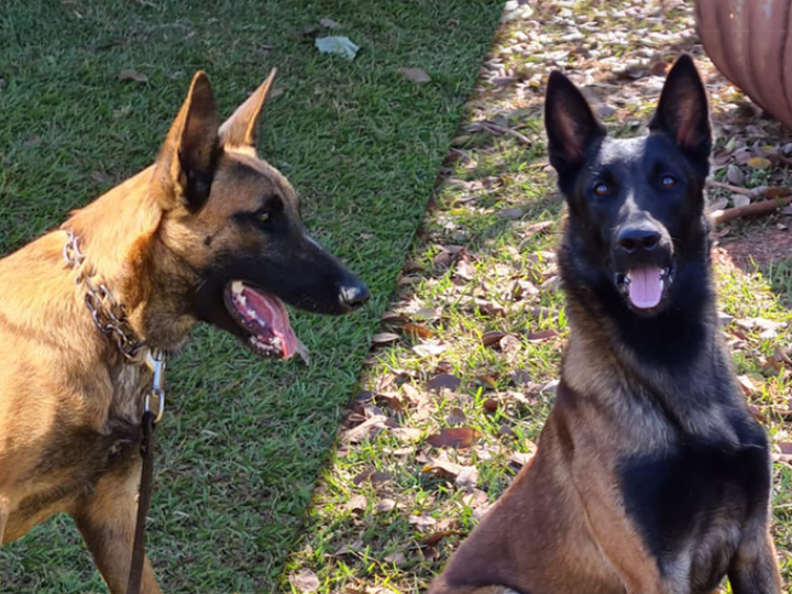 Dois novos cães de detecção vão reforçar a fiscalização agropecuária em portos, aeroportos e fronteiras