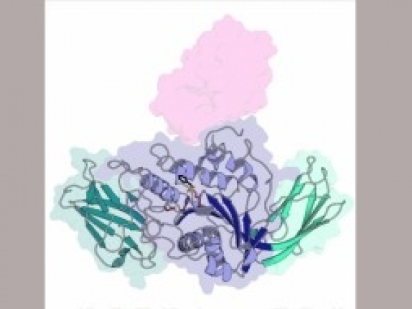 Pesquisa conduzida no CNPEM revela processo biológico usado por Xanthomonas para enfraquecer a defesa das plantas e descobre enzima que será útil no aproveitamento de resíduos agroindustriais (estrutura molecular da nova classe de enzimas descoberta em Xa