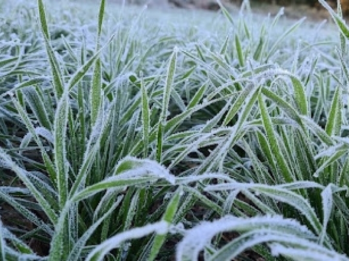 Geadas afetaram produção de  alimentos e preços devem subir 