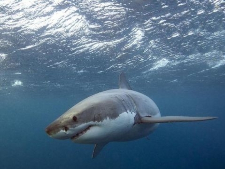 Pesquisas com tubarões e raias em cativeiro