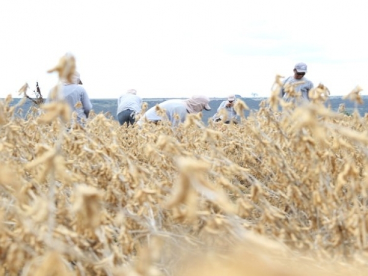 Produção de alimentos gera 151.252 empregos 