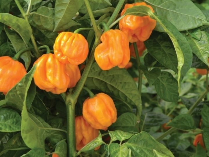 Embrapa oferta nova cultivar de pimenta habanero para produtores de sementes
