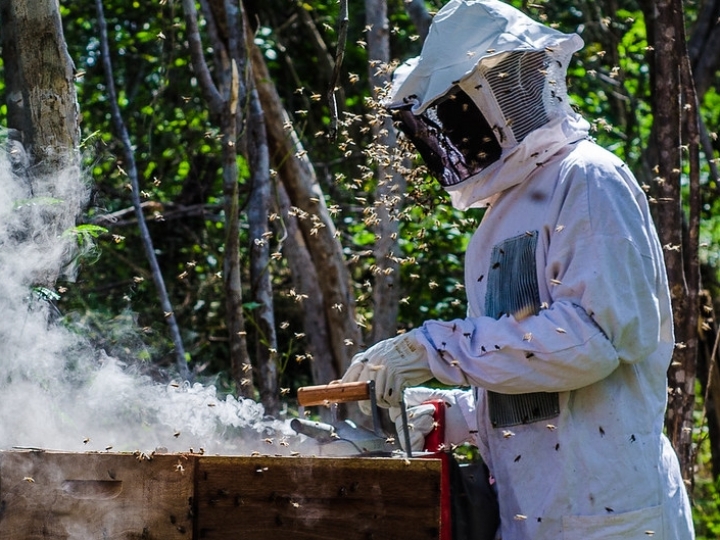 Polo da Rota do Mel desenvolverá apicultura no Médio São Francisco baiano
