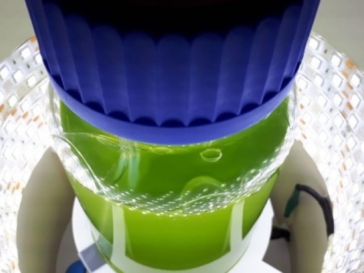 Pesquisa com microalgas no DF