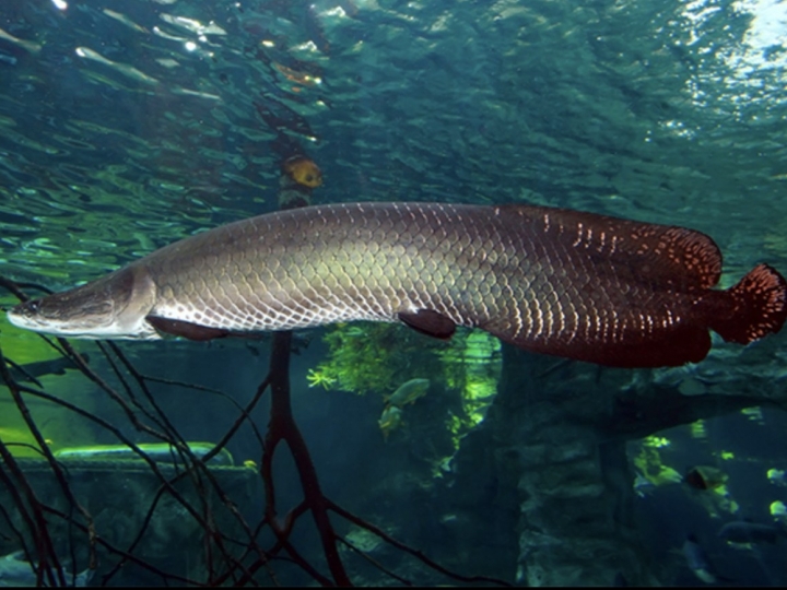 Pirarucu de manejo recebe Indicação Geográfica abrangendo nove municípios do Amazonas