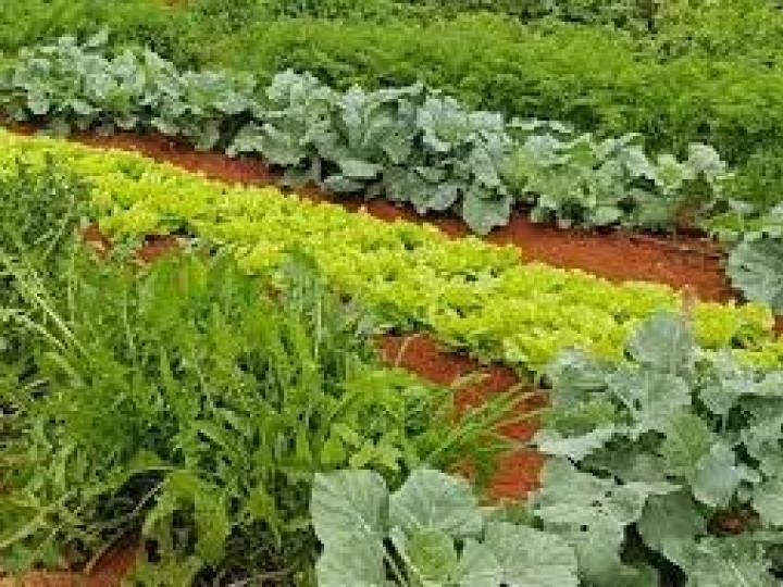 2º Simpósio Agrodigital de Hortaliças 