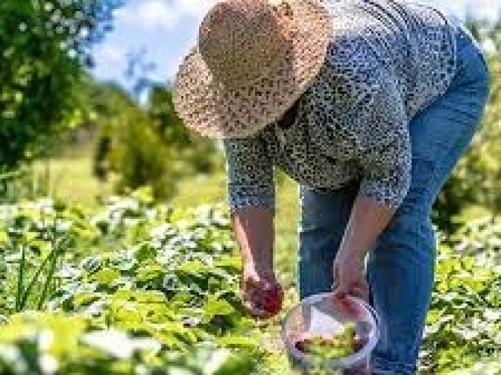 Boletim com cenários e perspectivas para agricultura familiar