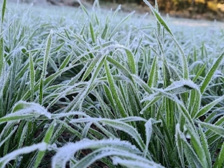 Produtor rural, mantenha-se atento! Siga as orientações para lidar com geadas