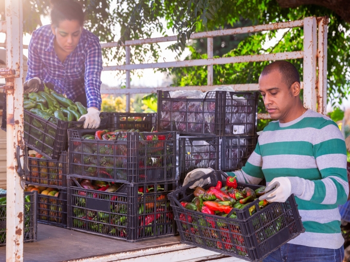 Cúpula de Sistemas Alimentares da ONU: Américas querem que agricultores sejam ouvidos 