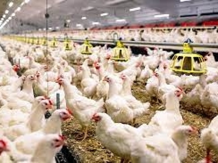 Unidade de Negócios CEVA realizará em agosto o IV Fórum de Abatedouros