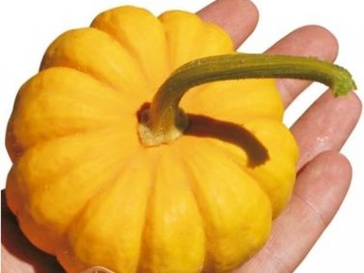 Mini abóboras com diferenciais gastronômicos e alta performance no campo