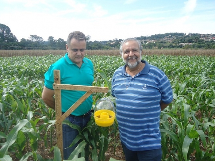 Técnica de controle ecológico mostra bom resultado contra praga do milho-doce