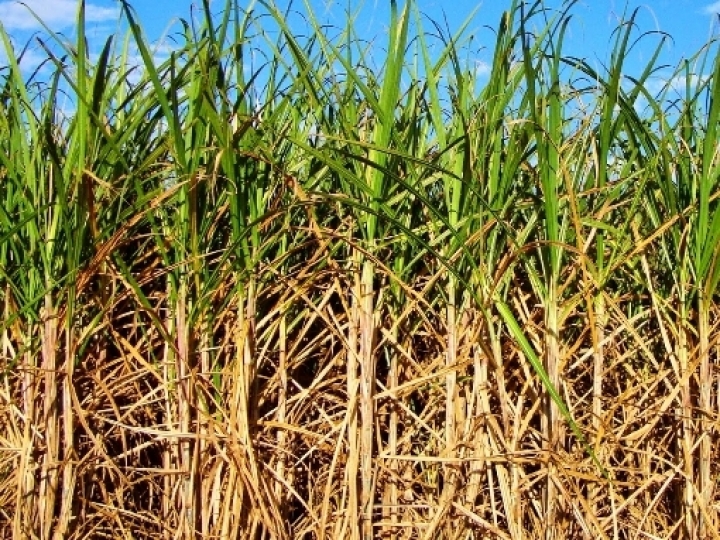 Geada em cana-de-açúcar - O que fazer?