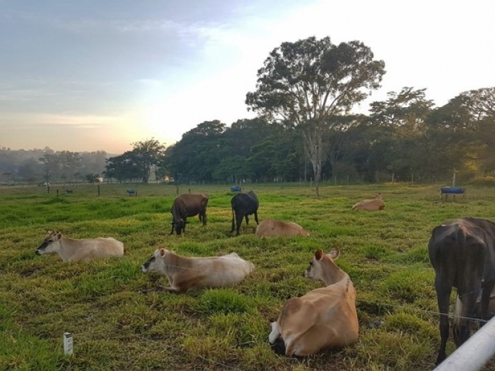 Pesquisador do IZ detalha como superar a falta de alimento aos animais na estiagem 