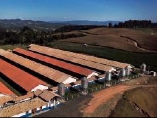 Foto da granja integrada de criação de suínos. Foto: Divulgação