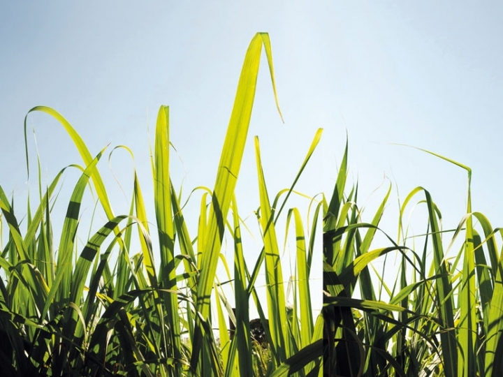 Estresse hídrico prejudica produtividade do canavial e exige atenção e recursos dos produtores