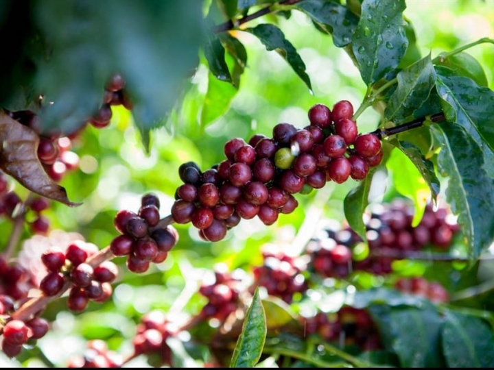 Novo seguro para café cobre perdas por geadas e granizo