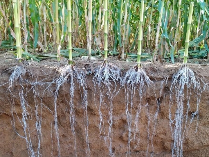 Segunda safra: sistema radicular, a conexão da planta com o solo 