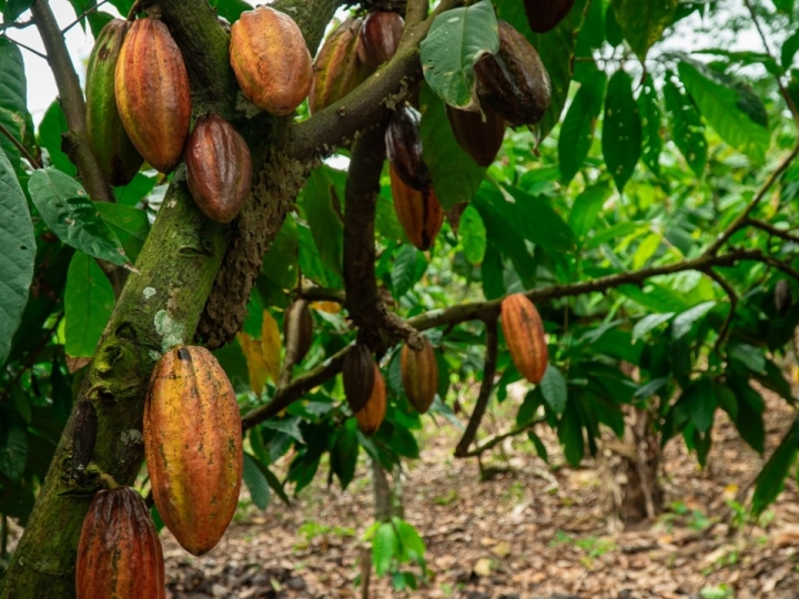 Estudo avança no entendimento da vassoura-de-bruxa, doença que derrubou a produção de cacau no Brasil