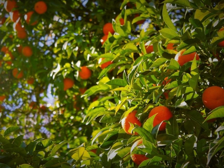 FMC apresenta soluções inovadoras para manejo sustentável dos citros na Expocitros 2021