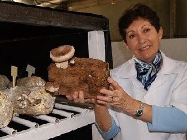 A pesquisadora Arailde Urben fará um relato da utilização da técnica Juncao no Brasil, bem como a aplicação de  53 edições do curso sobre produção de cogumelos comestíveis e medicinais, incentivando o cultivo em diferentes regiões do Brasil . Foto: Divulg