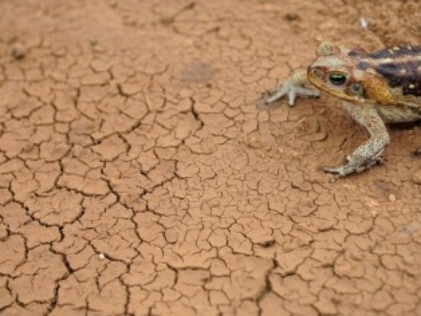 Se as emissões de gases de efeito estufa continuarem no patamar atual, temperatura média tende a subir até 4 ºC em algumas regiões. Nesse cenário, os extremos climáticos se tornarão mais intensos e frequentes, indicam projeções feitas com os novos modelos