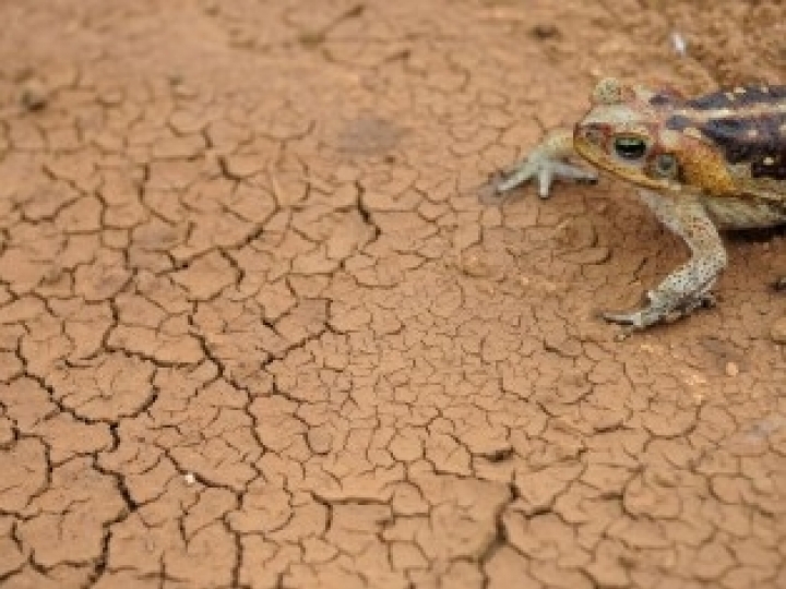 Secas na América do Sul podem aumentar até o fim do século, sugere estudo