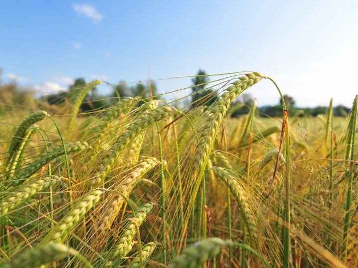 Com início do inverno, plantio de cevada se torna alternativa lucrativa 