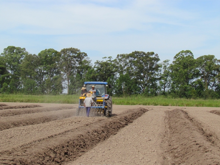 Consórcio de bactérias tem potencial de aumentar em até 30% a produtividade do arroz